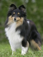 /album/shetland-sheepdog/a21-2145-dddcd00z-jpg/