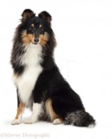 /album/shetland-sheepdog/a09574-tricolour-shetland-sheepdog-sheltie-white-background-jpg/