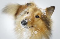 /album/shetland-sheepdog/sheltie-in-the-snow-by-locomrk-d5pddm3-jpg/