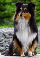 /album/shetland-sheepdog/sheltiesf2-jpg/
