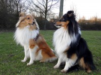 /album/shetland-sheepdog/shetland-sheepdog-jpg/