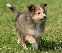 /album/shetland-sheepdog/shetland-sheepdog-2-jpg/
