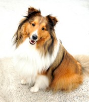 /album/shetland-sheepdog/shetland-sheepdog-main-jpg/