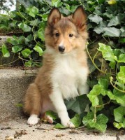 /album/shetland-sheepdog/shetland-sheepdog-puppies-for-sale-1-jpg/