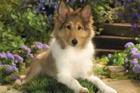 /album/shetland-sheepdog/shetland-sheepdog-sheltie-jpg/